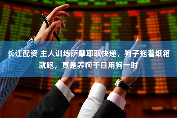 长江配资 主人训练萨摩耶取快递，狗子拖着纸箱就跑，真是养狗千日用狗一时